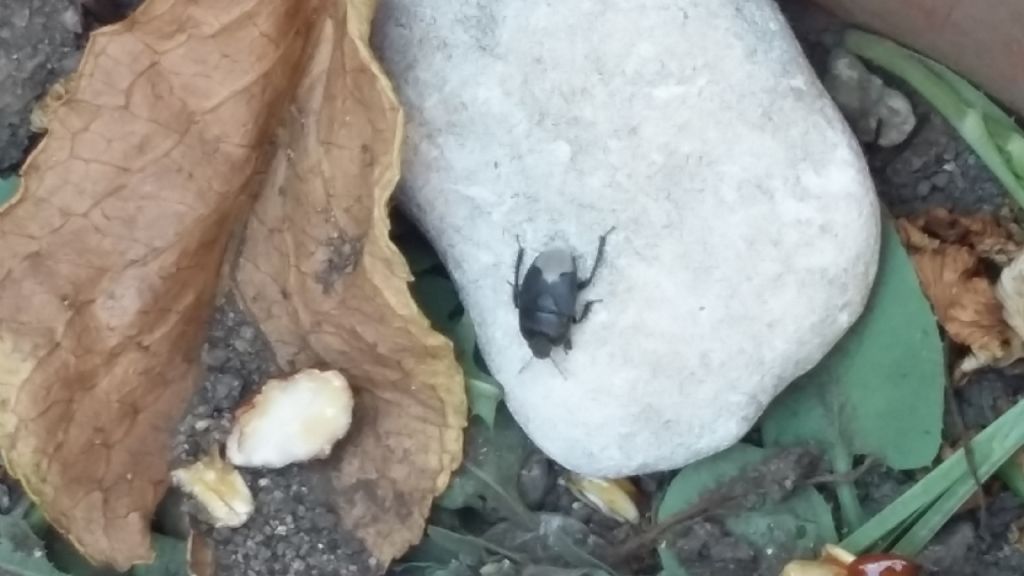 Cydnidae: Cydnus aterrimus